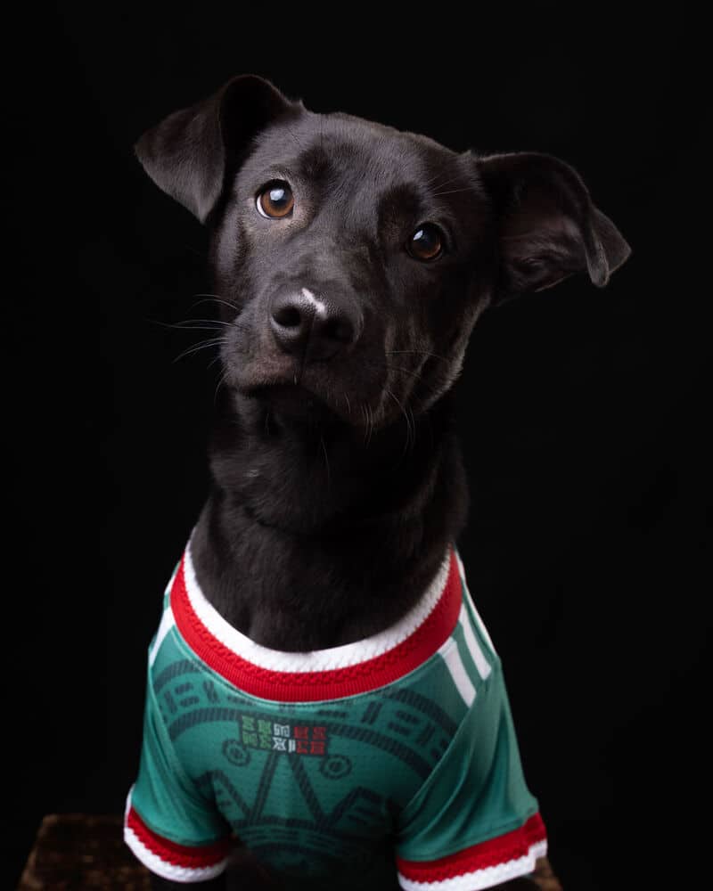 Lima - Labrador Retriever available for adoption in British Columbia