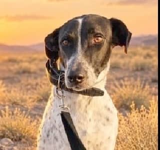 Konar - English Pointer available for adoption in Calgary
