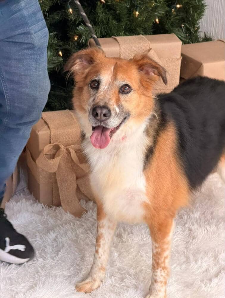 Nena - Border Collie / Sheltie, Shetland Sheepdog available for adoption in British Columbia
