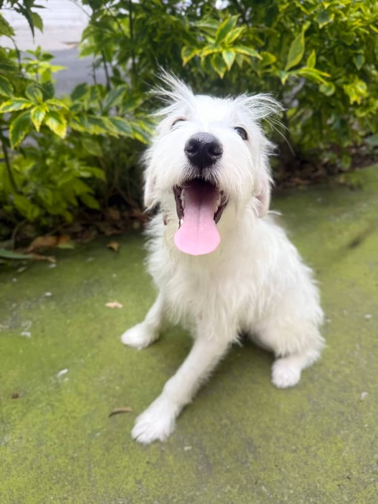 Prince - Wirehaired Fox Terrier available for adoption in British Columbia