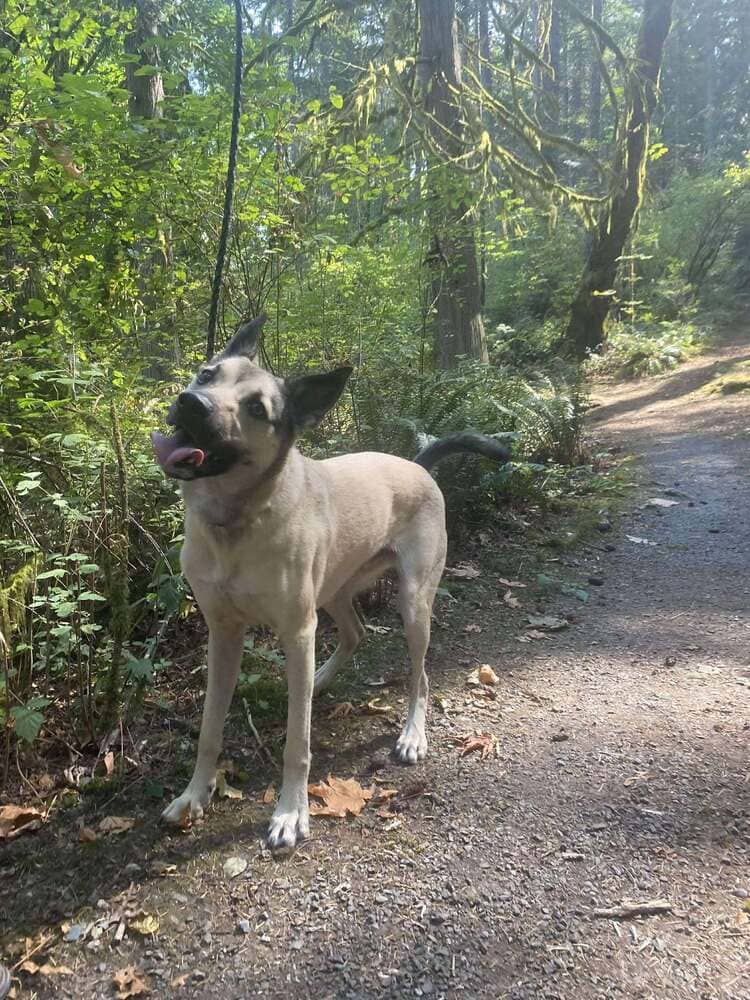 Moose - German Shepherd Dog available for adoption in British Columbia