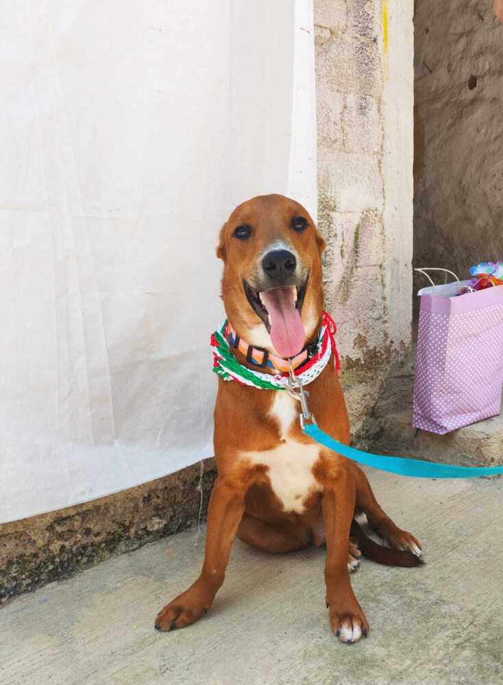 Joey (Fostered) - Labrador Retriever / Staffordshire Bull Terrier available for adoption in British Columbia