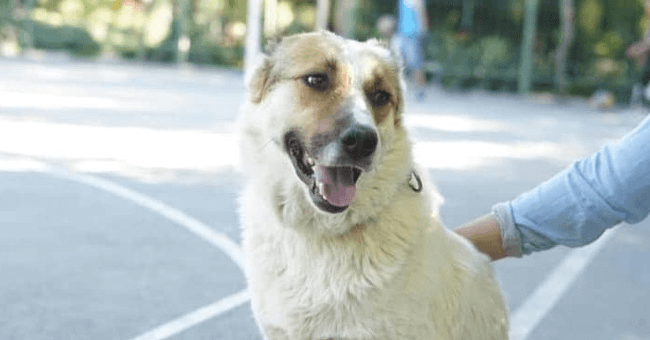 Chicko - Shepherd (Unknown Type) available for adoption in British Columbia