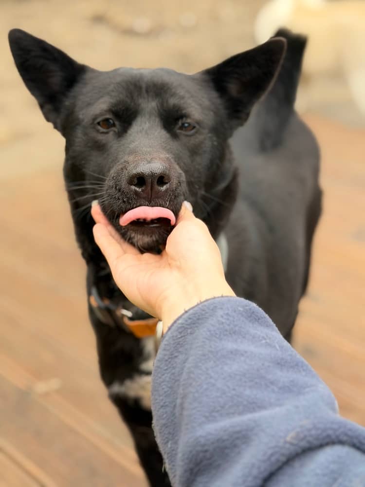 Melody - Jindo / Mixed Breed available for adoption in British Columbia