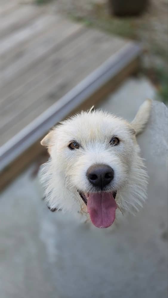 Rae - Terriers (Small) / Mixed Breed available for adoption in British Columbia
