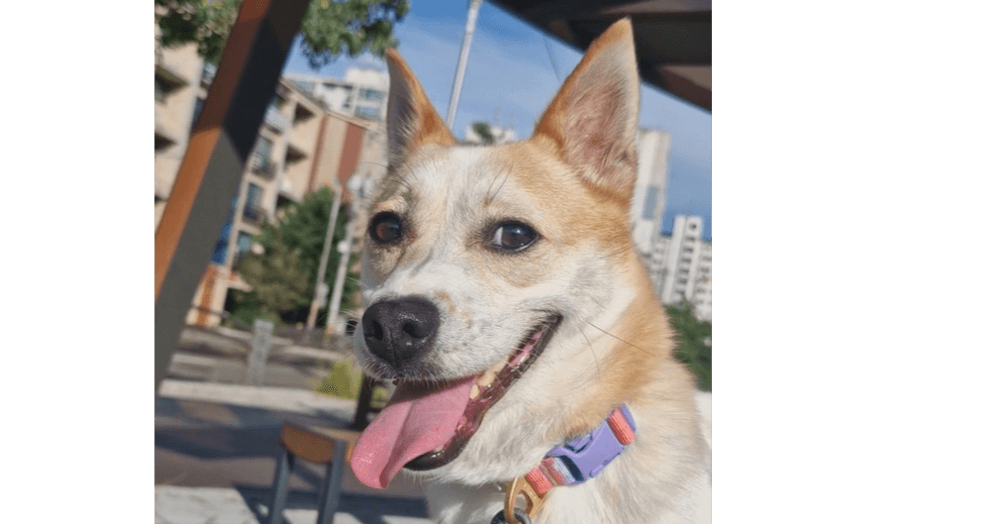 Jeff - Jindo / Welsh Corgi available for adoption in British Columbia
