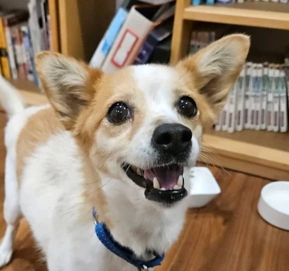 Luvie - Spitz (Unknown Type, Small) / Welsh Corgi available for adoption in British Columbia