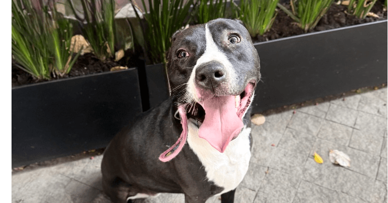 Pipa - Pit Bull Terrier / Mixed Breed available for adoption in British Columbia