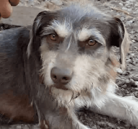 Jershey - Terriers (Medium) / Schnauzer (Standard) available for adoption in British Columbia