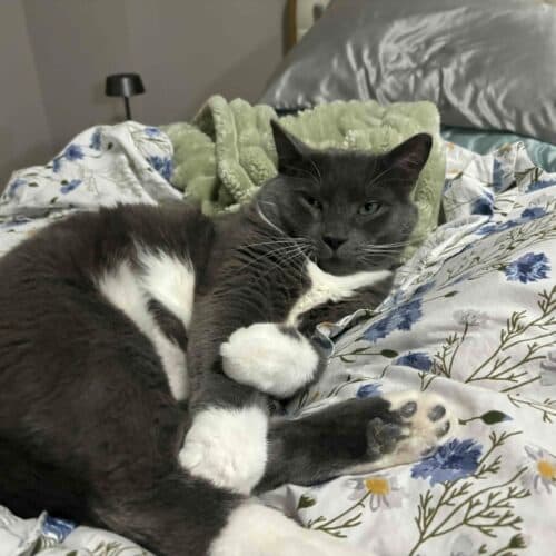 Loverboy - Mixed Breed cat available for adoption at SOS Prairie Rescue Inc. in Saskatchewan