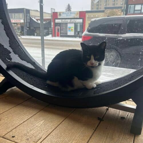 Umbree - Mixed Breed cat available for adoption in Calgary