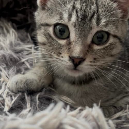 Michelle - Mixed Breed cat available for adoption at SOS Prairie Rescue Inc. in Saskatchewan