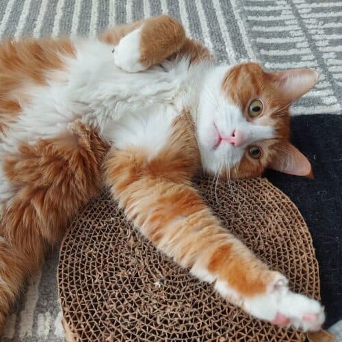Boosh - Mixed Breed cat available for adoption at SOS Prairie Rescue Inc. in Saskatoon