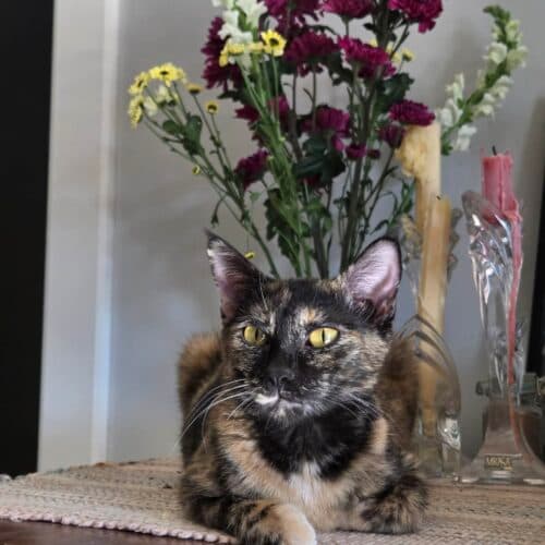 Preeti - Mixed Breed cat available for adoption at SOS Prairie Rescue Inc. in Saskatchewan
