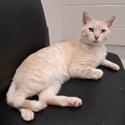 Oak - Mixed Breed cat available for adoption at SOS Prairie Rescue Inc. in Saskatchewan
