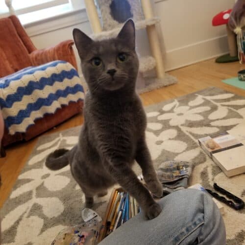 Razzle - Mixed Breed cat available for adoption at SOS Prairie Rescue Inc. in Saskatchewan