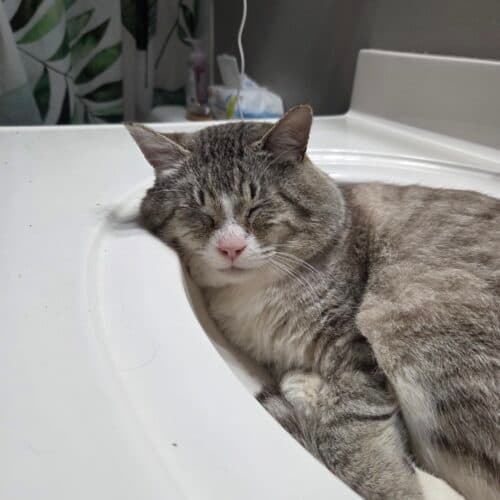 Augustine - Mixed Breed cat available for adoption at SOS Prairie Rescue Inc. in Saskatchewan