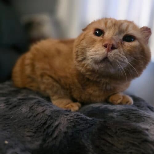 Gambino - Mixed Breed cat available for adoption at SOS Prairie Rescue Inc. in Saskatchewan