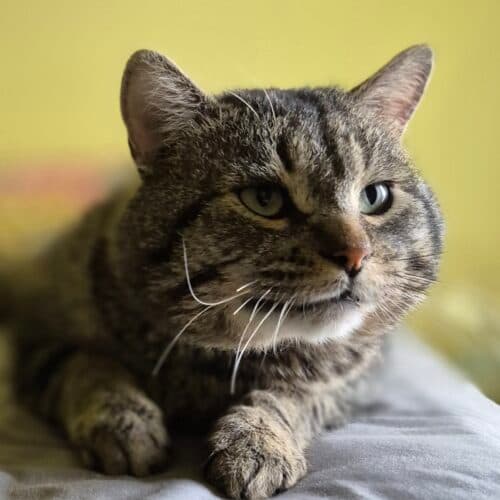 Tom Cruise - Mixed Breed cat available for adoption in Calgary
