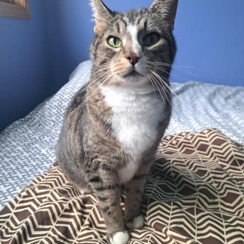 Bugs - Mixed Breed cat available for adoption at SOS Prairie Rescue Inc. in Saskatchewan