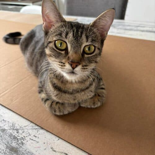 Tess - Mixed Breed cat available for adoption at SOS Prairie Rescue Inc. in Saskatchewan