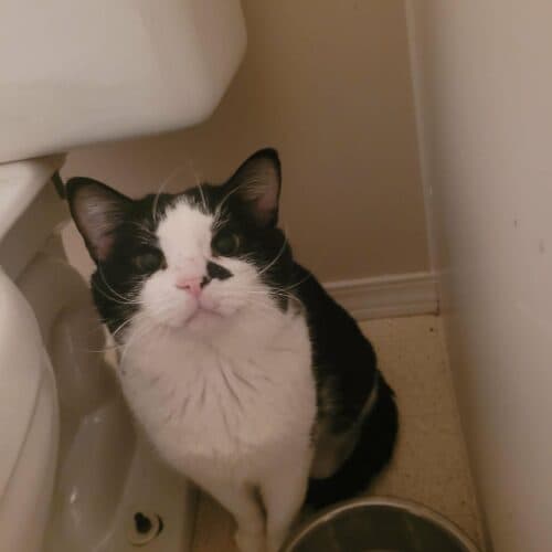 Patches - Mixed Breed cat available for adoption at SOS Prairie Rescue Inc. in Saskatchewan