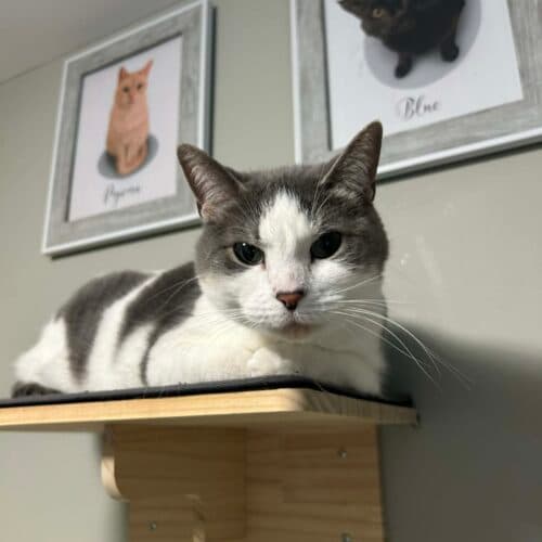 Shelby - Mixed Breed cat available for adoption at SOS Prairie Rescue Inc. in Saskatchewan