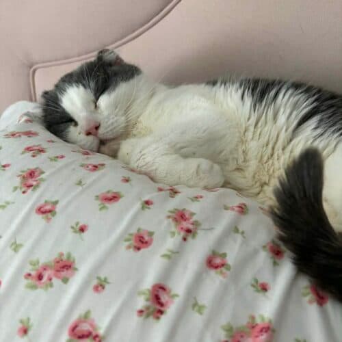 Geraldine - Mixed Breed cat available for adoption at SOS Prairie Rescue Inc. in Saskatchewan