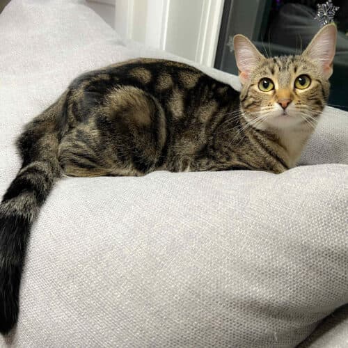 Rhea - Mixed Breed cat available for adoption at SOS Prairie Rescue Inc. in Saskatchewan