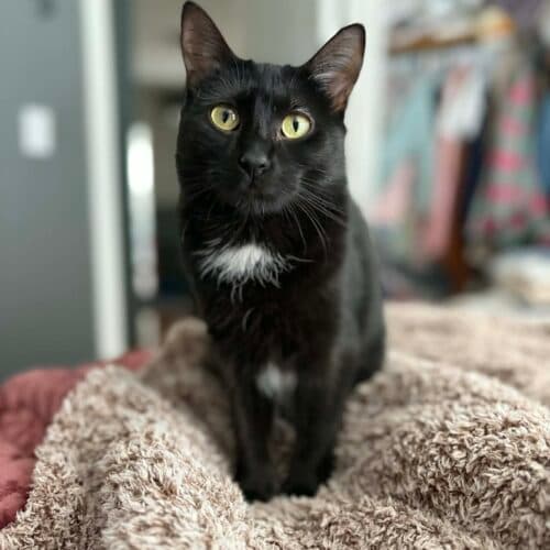 Nova - Mixed Breed cat available for adoption at SOS Prairie Rescue Inc. in Saskatchewan