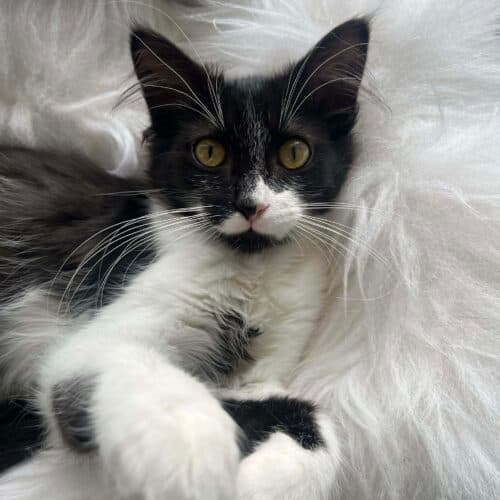 Bernadette - Mixed Breed cat available for adoption at SOS Prairie Rescue Inc. in Saskatchewan