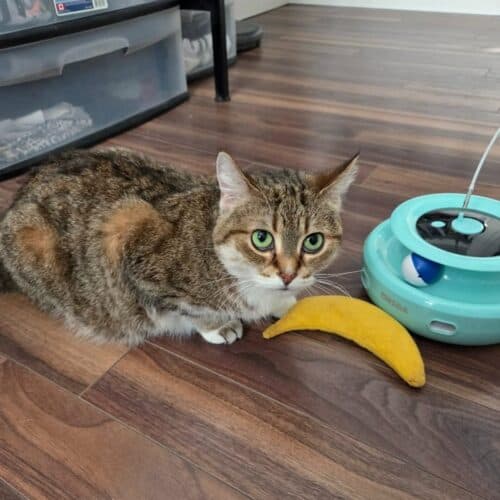 Mavis - Mixed Breed cat available for adoption at SOS Prairie Rescue Inc. in Saskatoon