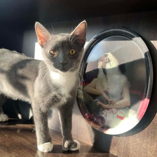 Beverly - Mixed Breed cat available for adoption at SOS Prairie Rescue Inc. in Saskatchewan