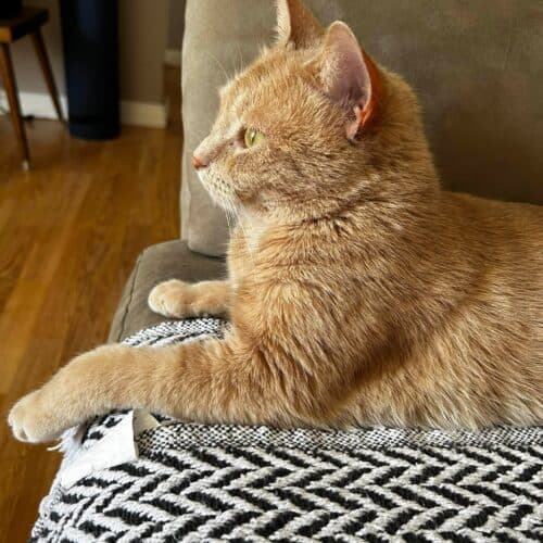 Cider - Mixed Breed cat available for adoption at SOS Prairie Rescue Inc. in Saskatchewan