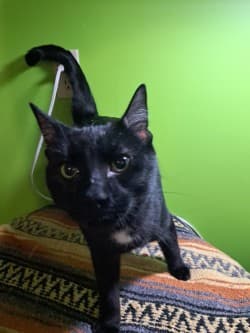Drop - Mixed Breed cat available for adoption at SOS Prairie Rescue Inc. in Saskatchewan