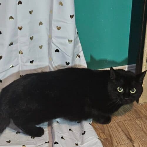 Bubblicious - Mixed Breed cat available for adoption at SOS Prairie Rescue Inc. in Saskatchewan
