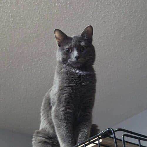 Steel - Mixed Breed cat available for adoption at SOS Prairie Rescue Inc. in Saskatchewan