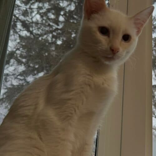 Freya - Mixed Breed cat available for adoption at SOS Prairie Rescue Inc. in Saskatchewan