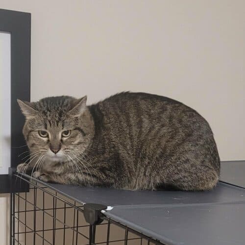 Bert - Mixed Breed cat available for adoption at SOS Prairie Rescue Inc. in Saskatchewan
