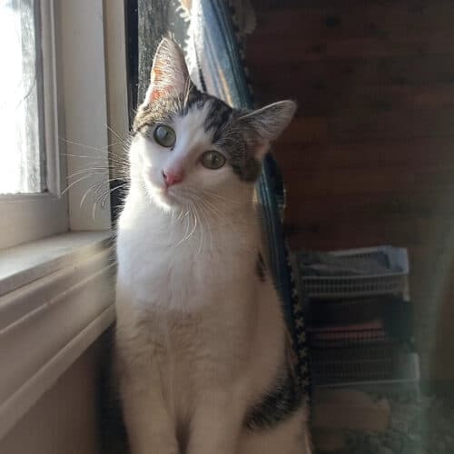 Morning Star - Mixed Breed cat available for adoption at SOS Prairie Rescue Inc. in Saskatchewan