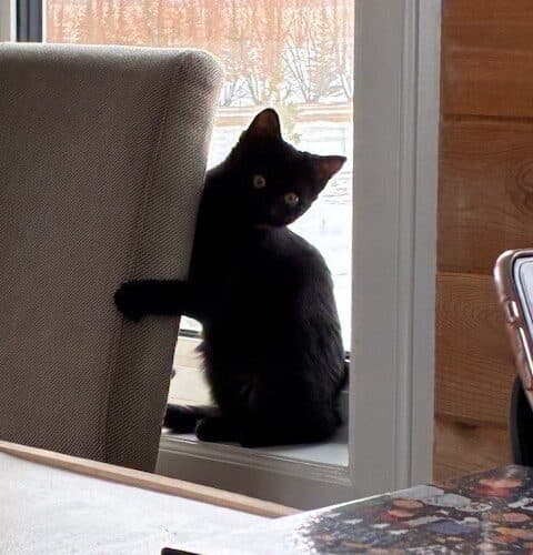 Blackjack - Mixed Breed cat available for adoption at SOS Prairie Rescue Inc. in Saskatchewan