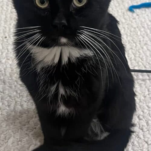 Oscar - Mixed Breed cat available for adoption at SOS Prairie Rescue Inc. in Saskatchewan