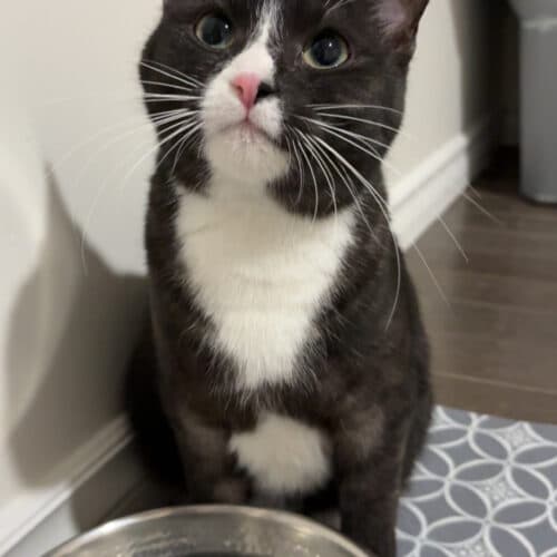 Cookie 5.0 - Mixed Breed cat available for adoption at SOS Prairie Rescue Inc. in Saskatoon