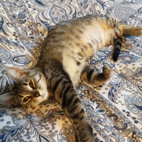 Mama Stripes - Mixed Breed cat available for adoption at SOS Prairie Rescue Inc. in Saskatchewan
