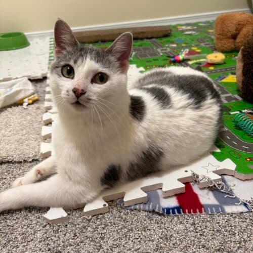 Cleo - Mixed Breed cat available for adoption at SOS Prairie Rescue Inc. in Saskatchewan