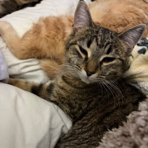 Meercat/Ziggy Zag - Mixed Breed cat available for adoption at SOS Prairie Rescue Inc. in Saskatchewan