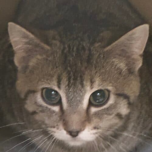 Nova - Mixed Breed cat available for adoption at SOS Prairie Rescue Inc. in Saskatchewan