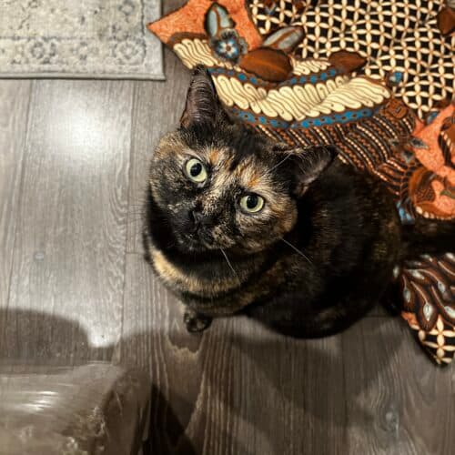 Monroe - Mixed Breed cat available for adoption at SOS Prairie Rescue Inc. in Saskatchewan