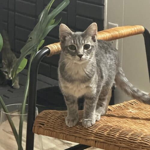 Orbit - Mixed Breed cat available for adoption at SOS Prairie Rescue Inc. in Saskatchewan