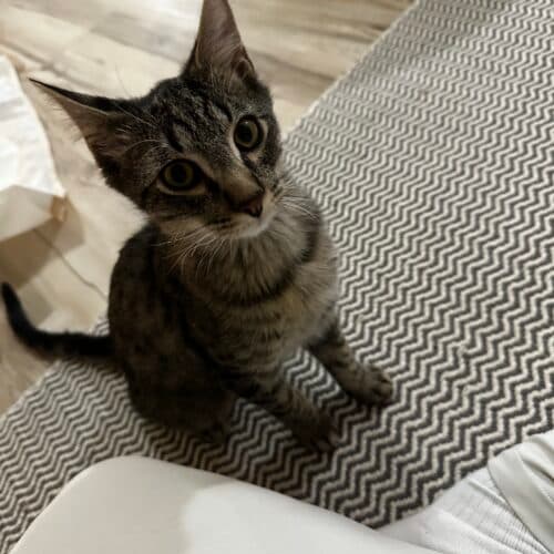 Apollo - Mixed Breed cat available for adoption at SOS Prairie Rescue Inc. in Saskatchewan